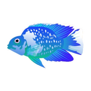 Aqua Parrot Cichlid